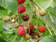 Himbeeren