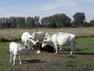 Fjaell-Bulle Ole, umringt von seinen Kühen