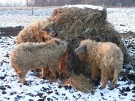 Wollschwein im Heuballen