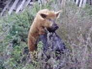 Wollschweine und Sex