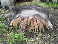 Wollschweinferkel an der Milchbar