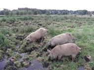 Schweine im Moor