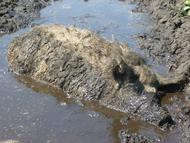 Wollschwein in der Suhle