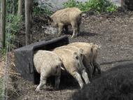Wollschwein am Trog