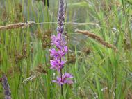 Wiese Biotop