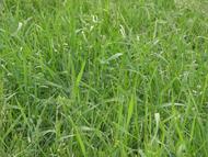Wiese Intensivbearbeitung